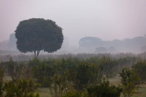 Foggy summer morning — Stock Photo, Image