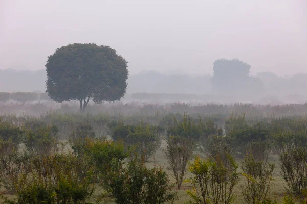 Beautiful tree in the fog — Stock Photo, Image