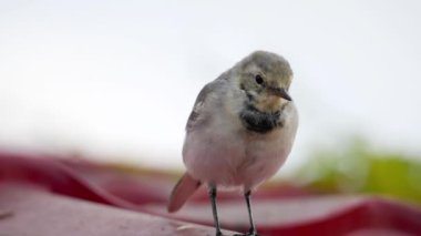 Beyaz wagtail -Motacilla alba- bir çatı üzerinde