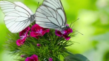 Siyah damarlı beyaz kelebek