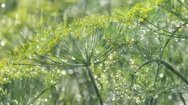Inflorescence of dill under rain — Stock Video