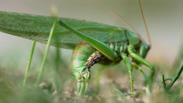 Große grüne Heuschreckenweibchen legt Eier — Stockvideo