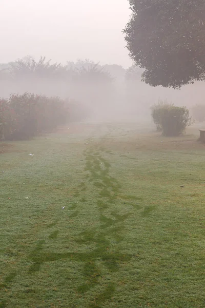 Dense fog in a green park — Stock Photo, Image