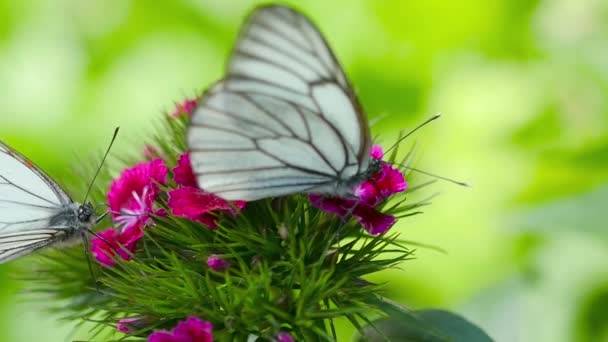 Mariposa blanca veteada negra — Vídeo de stock