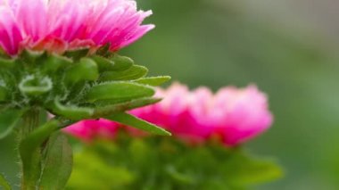 Buzlu pembe Aster çiçeği.