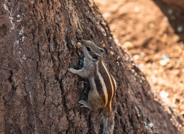 Esquilos em uma árvore na floresta — Fotografia de Stock