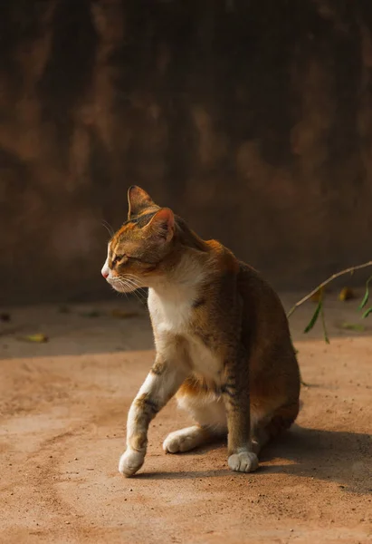 Yoldaki kırmızı sokak kedisi — Stok fotoğraf