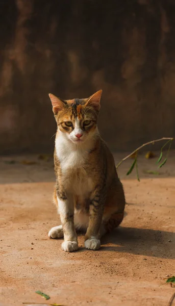 Gato de la calle roja en el camino — Foto de Stock