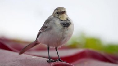 Beyaz wagtail -Motacilla alba- bir çatı üzerinde