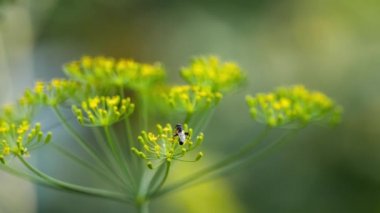 Rezene çiçekleri üzerinde sarı-siyah hoverfly