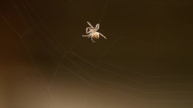 bir web Spider örgüleri