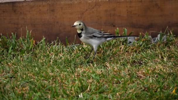 Vit Sädesärla-Motacilla alba-på gräs — Stockvideo