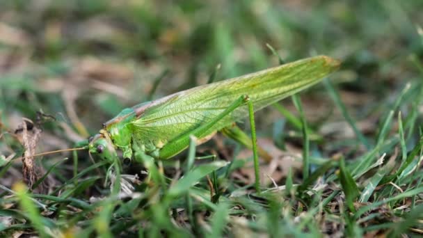 Big green locust female lays eggs — Stock Video