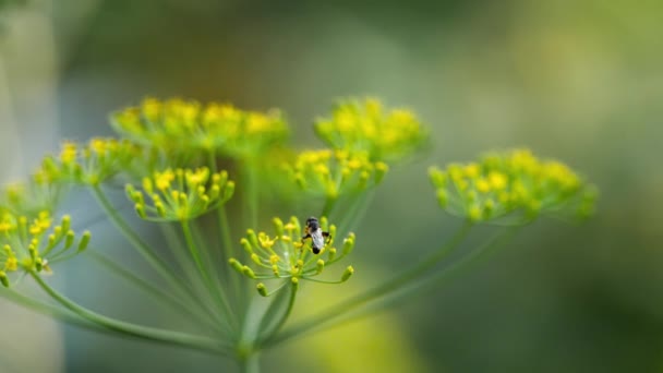 Żółto-czarny Hoverfly na kwiaty kopru — Wideo stockowe