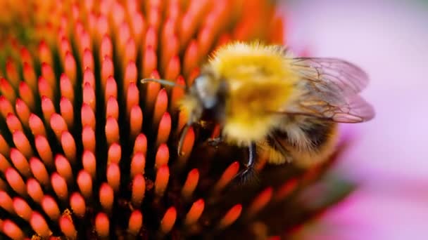 Abejorro en una flor de equinácea — Vídeos de Stock