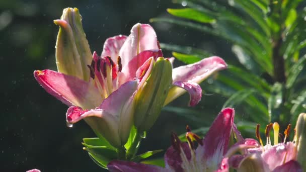 Flor de lírio rosa sob chuva — Vídeo de Stock