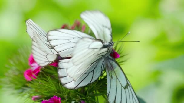 Zwarte geaderde witte vlinder — Stockvideo