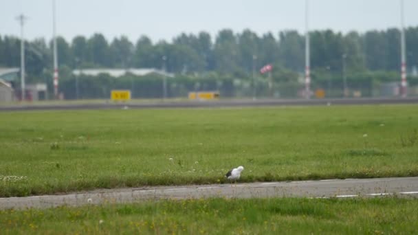Seagull in Amsterdam luchthaven — Stockvideo