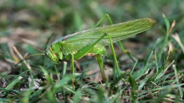 Büyük yeşil çekirge dişi yumurtlar