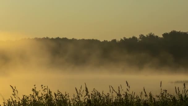 Misty tidigt på morgonen på Forest Lake — Stockvideo