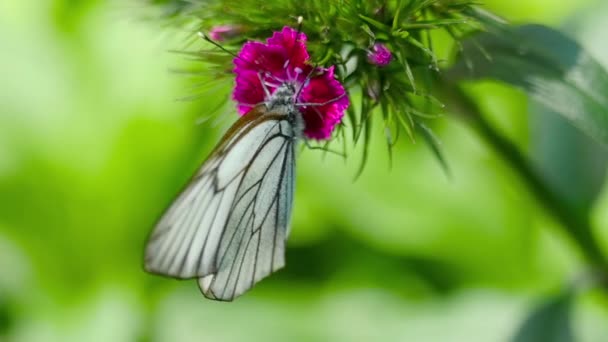 Motyl czarny żylny biały — Wideo stockowe