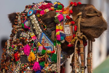 Pushkar Çölünde Deve Fuarı