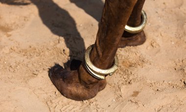 Mücevherde deve bacakları