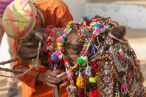 Gyönyörű teve a vásáron Pushkar — Stock Fotó