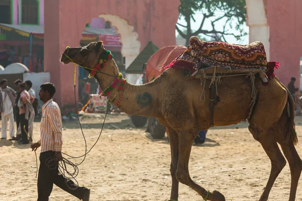Pushkar 'da deve ticareti — Stok fotoğraf