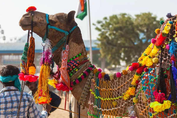 Pushkar 'daki panayırda deve. — Stok fotoğraf