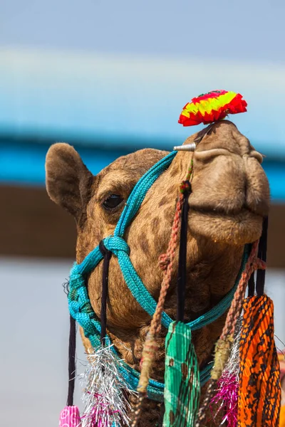 Camel at the festival in Pushkar