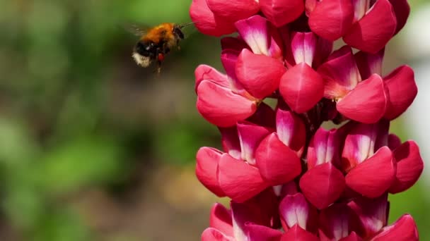 Bumblebee üzerinde kırmızı Lupine çiçek — Stok video