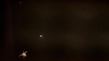 bir web Spider örgüleri