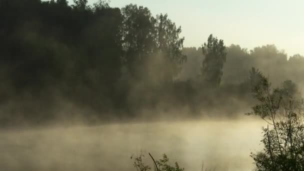 Ködös kora reggel az erdei tó — Stock videók