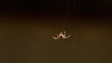 bir web Spider örgüleri