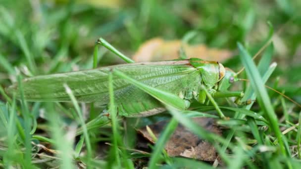 Große grüne Heuschreckenweibchen legt Eier — Stockvideo