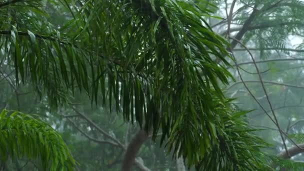 Lluvias tropicales al aire libre — Vídeo de stock