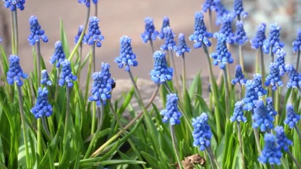 Kwiaty hiacyntu winogronowego, Muscari botryoides — Wideo stockowe