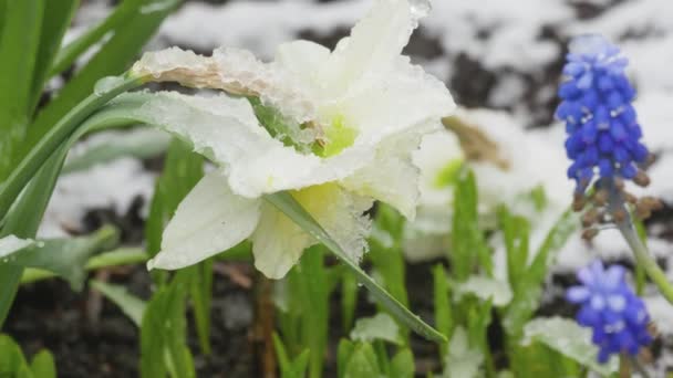 Narcissus blomma under snön — Stockvideo