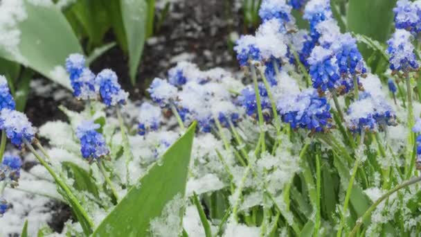 Blue Muscari flowers under the snow — Stock Video