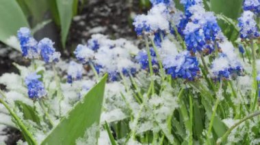Mavi Muscari çiçekleri karın altında