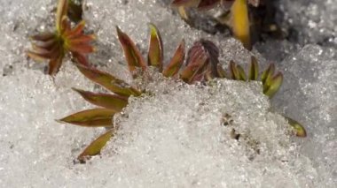 Eriyen buzun zaman aşımı