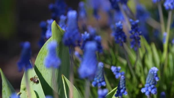 Kwiaty hiacyntu winogronowego, Muscari botryoides — Wideo stockowe