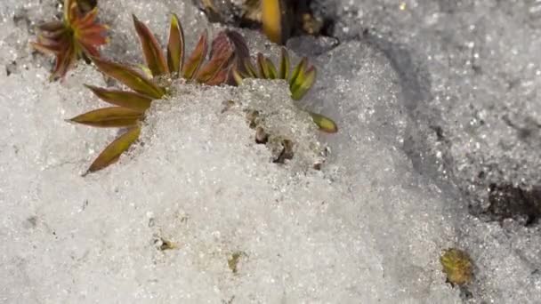 雪融化的时间流逝 — 图库视频影像