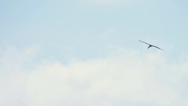 Cigüeñas asiáticas de Openbill planeando en el cielo azul — Vídeo de stock