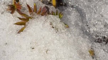 Eriyen karın zaman aşımı