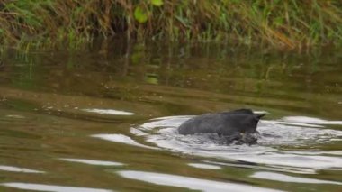 Siyah ördek dalışı.