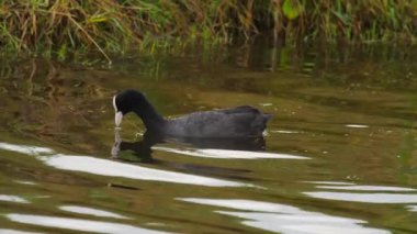 Siyah ördek dalışı.