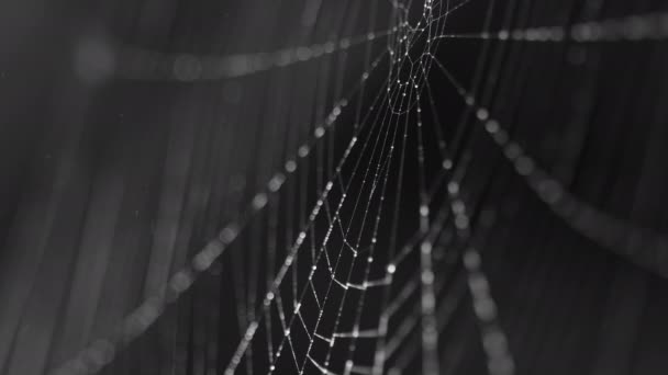 Pärlor med fukt på trådar av spindelväv — Stockvideo