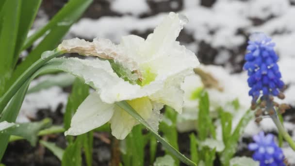 Fiore di Narciso ricoperto di neve — Video Stock